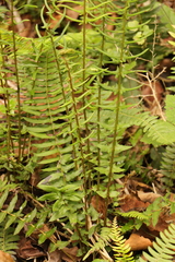 Blechnum punctulatum