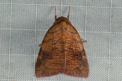 Gelastocera castanea