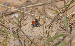 Sphecodes albilabris