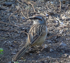 Rhynchospiza strigiceps