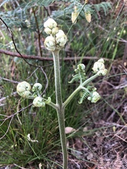 Pteridium aquilinum capense