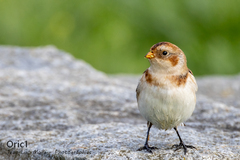 Plectrophenax nivalis