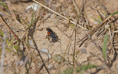 Sphecodes albilabris