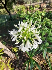 Agapanthus
