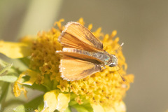 Copaeodes aurantiaca
