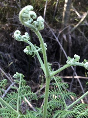 Pteridium aquilinum capense