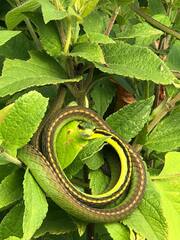 Leptophis diplotropis