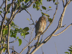 Glaucidium siju