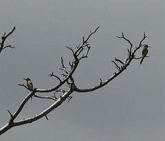 Merops superciliosus