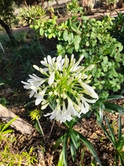 Agapanthus