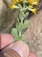Ericameria cuneata spathulata