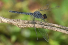 Indothemis carnatica