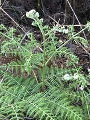 Pteridium aquilinum capense