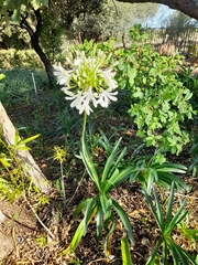 Agapanthus