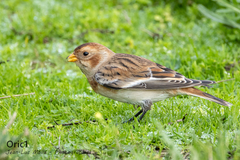 Plectrophenax nivalis