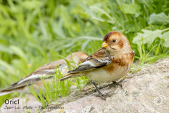 Plectrophenax nivalis