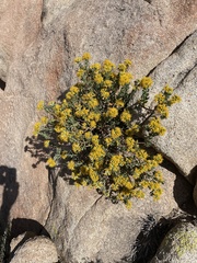 Ericameria cuneata spathulata
