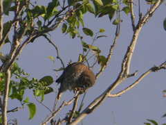 Glaucidium siju