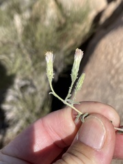 Brickellia frutescens