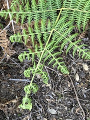 Pteridium aquilinum capense