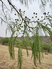 Anadenanthera colubrina