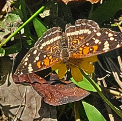 Anthanassa texana seminole