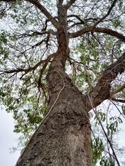 Anadenanthera colubrina