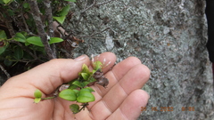Carissa bispinosa zambesiensis