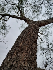 Anadenanthera colubrina