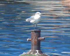 Leucophaeus atricilla