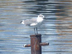 Leucophaeus atricilla