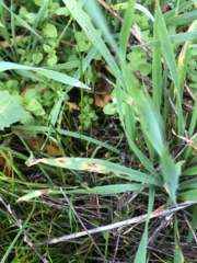 Pyrenophora graminea