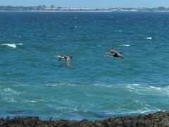 Phalacrocorax carbo lucidus