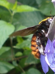 Xylocopa augusti