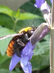 Xylocopa augusti