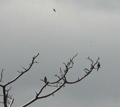 Merops superciliosus