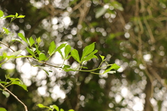 Allophylus decipiens