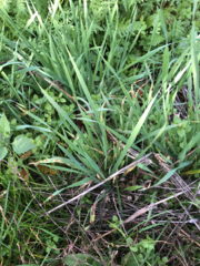 Pyrenophora graminea