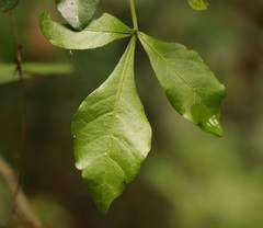 Allophylus decipiens