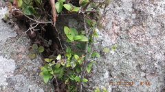Carissa bispinosa zambesiensis