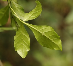 Allophylus decipiens