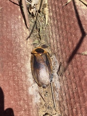 Blaberidae