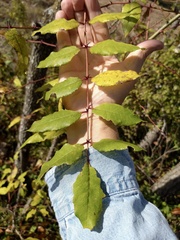 Zanthoxylum clava-herculis