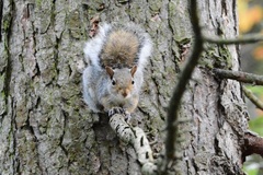 Sciurus carolinensis