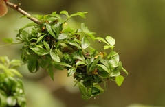 Allophylus decipiens