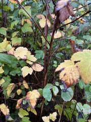Physocarpus capitatus