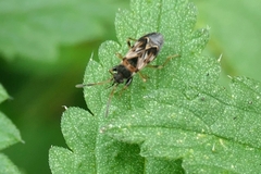 Scolopostethus affinis