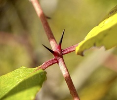 Zanthoxylum clava-herculis