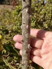 Zanthoxylum clava-herculis