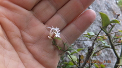 Carissa bispinosa zambesiensis